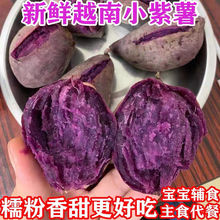 越南小紫薯25斤新鲜现挖红薯粉糯板栗薯地瓜番薯圆珍珠紫薯代发