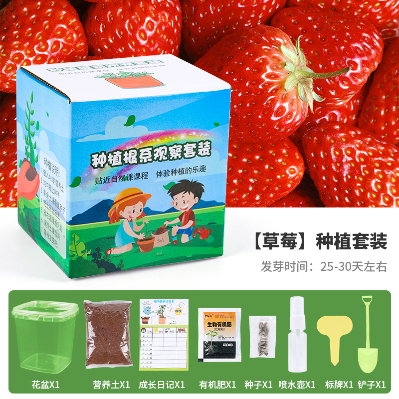 Children's Potted Primary School Students Plant Scientific Planting Growth and Germination Observation Box Kindergarten Creative Gift Tree Planting Festival