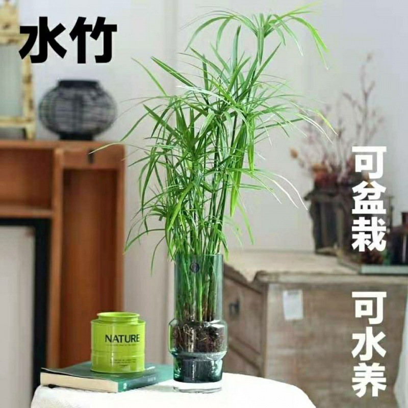 水竹风车草水生水培植物龟水竹盆栽水棕竹子鱼缸水池塘造景旱伞草