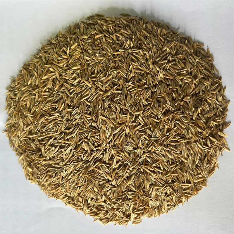 绿化草坪种子马尼拉草籽护坡草 黑麦草籽草坪四季青高羊茅草籽