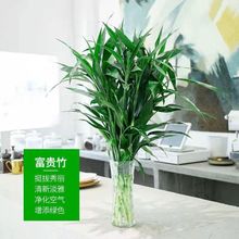 富贵竹水培植物富贵花水养客厅净化空气室内竹盆栽绿植办公室包邮