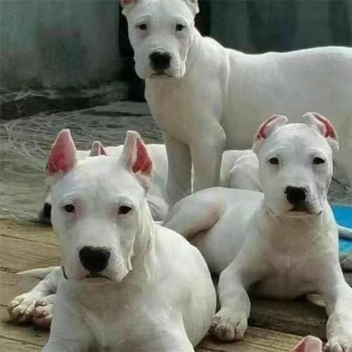 纯种杜高犬幼犬阿根廷猎犬幼崽活体大型猛犬大骨架杜高犬野猪克星