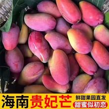 芒果海南贵妃芒树上熟新鲜金龙鱼10斤3斤当季整箱现摘包邮应水果