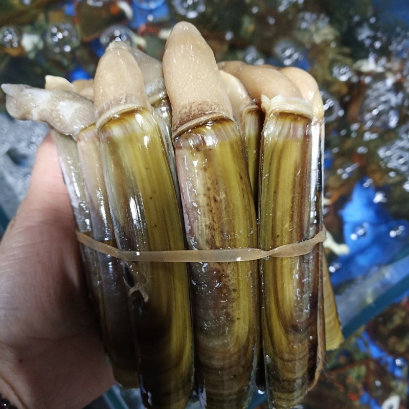 蛏子蛏王肉新鲜大个头新鲜冷冻海鲜水产竹节蛏海圣子批发价速卖通