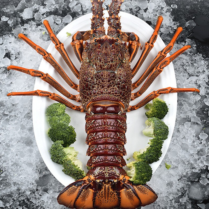 澳龙活冻特大澳洲龙虾红龙奥龙广州黄沙鲜活冷冻海鲜批发酒楼商用