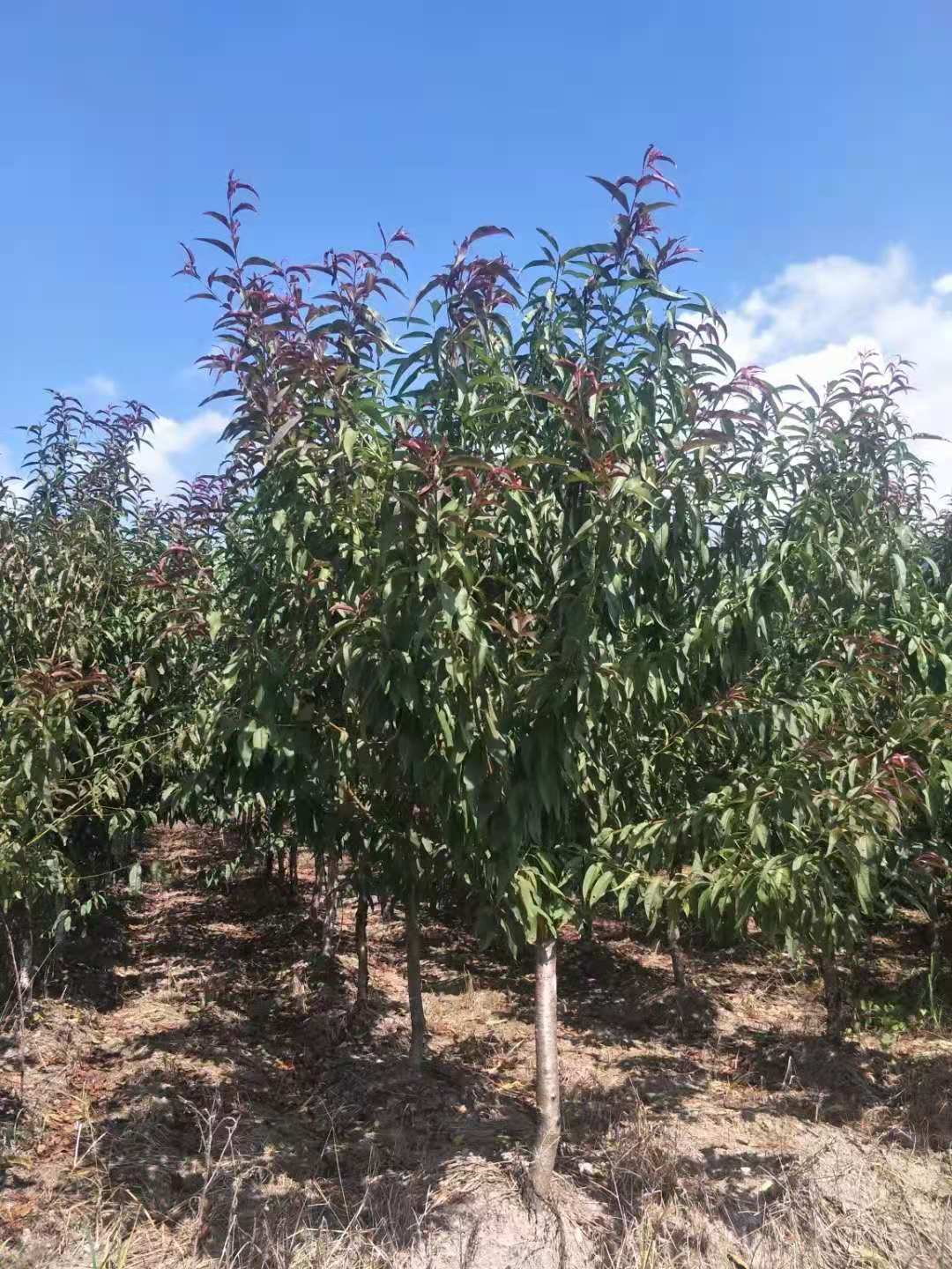 碧桃树苗【浙江】紫叶碧桃 红叶碧桃小苗 青叶花桃树苗 退林还田