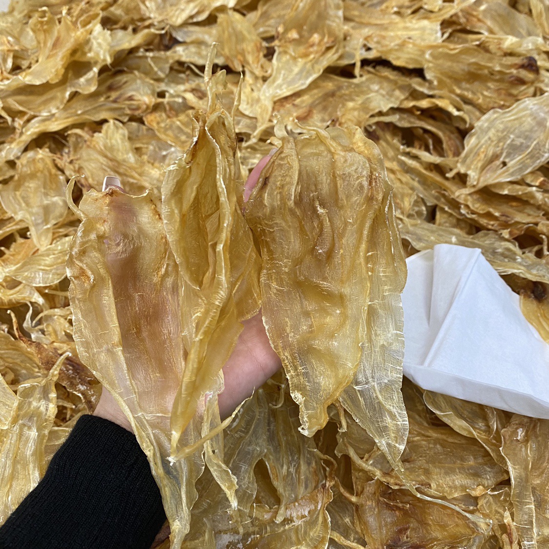 墨西哥小公肚胶 原色无漂白足干鱼胶干货 孕妇滋补一斤55只左右