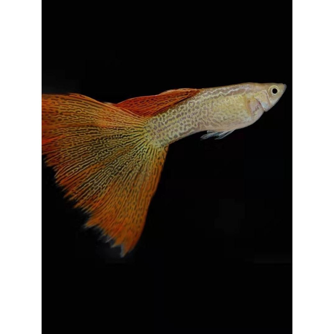 金属红蕾丝孔雀鱼活体凤尾鱼淡水纯种小型热带鱼观赏鱼天空蓝缎带