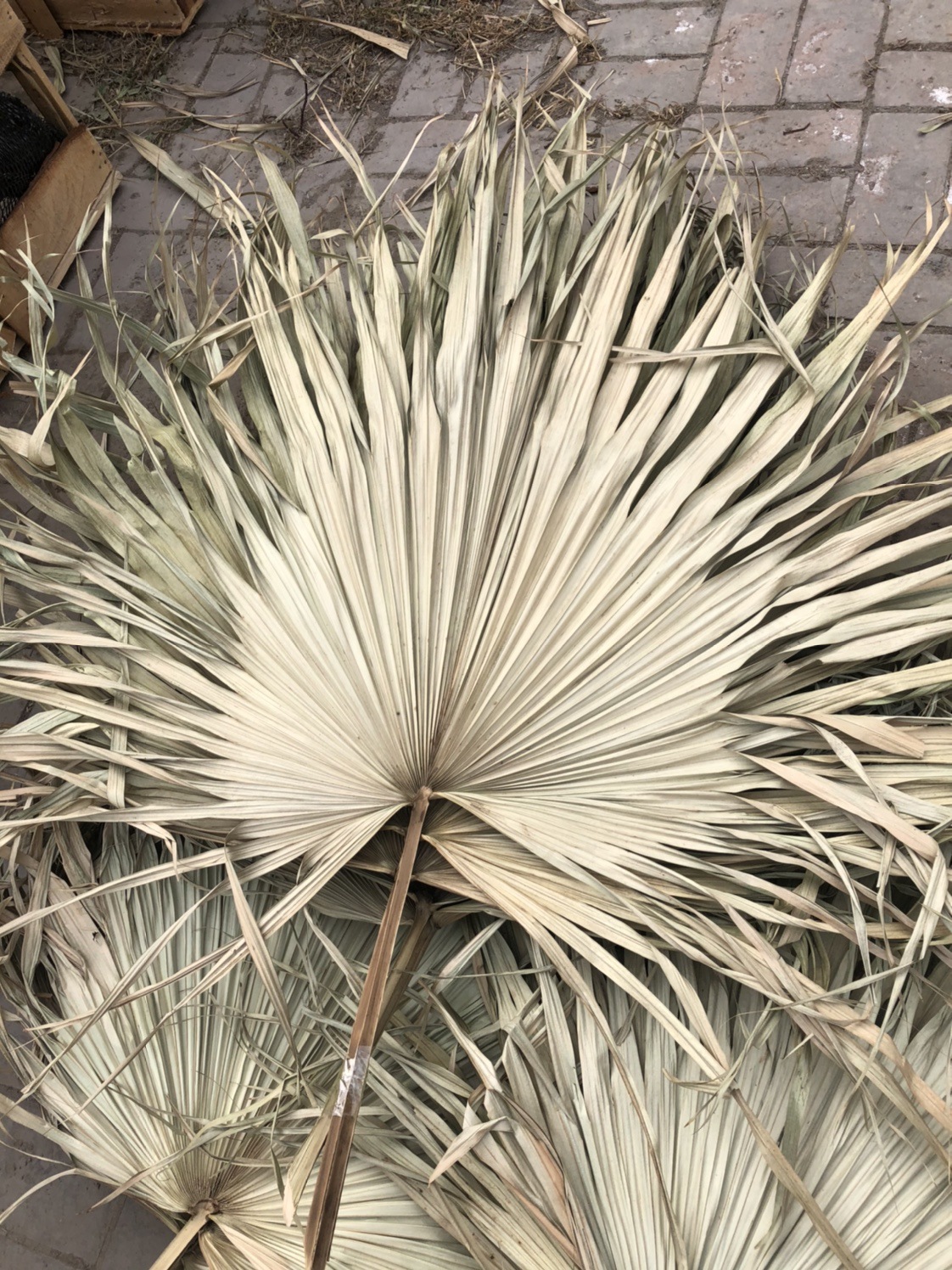 ins蒲葵叶干 干棕榈叶干蒲扇叶棕榈叶蒲葵叶干 蒲扇叶干 扇葵葵叶