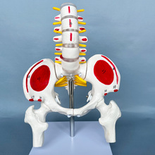 人体骨骼模型 腰椎脊椎骨盆模型关节活动骨骼 小盆骨骨架教具