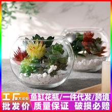 生态鱼缸玻璃花瓶透明水培养绿萝花盆多肉造景高级感客厅装饰摆件