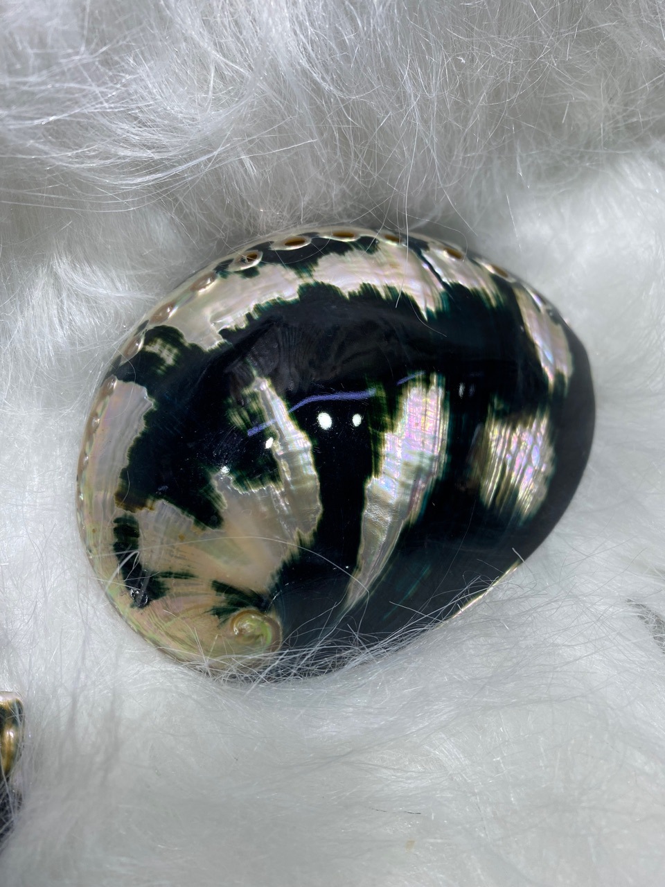 10-11厘米炫彩光泽黑金鲍 黑鲍鱼壳 天然贝壳海螺 鼠尾草燃烧壳