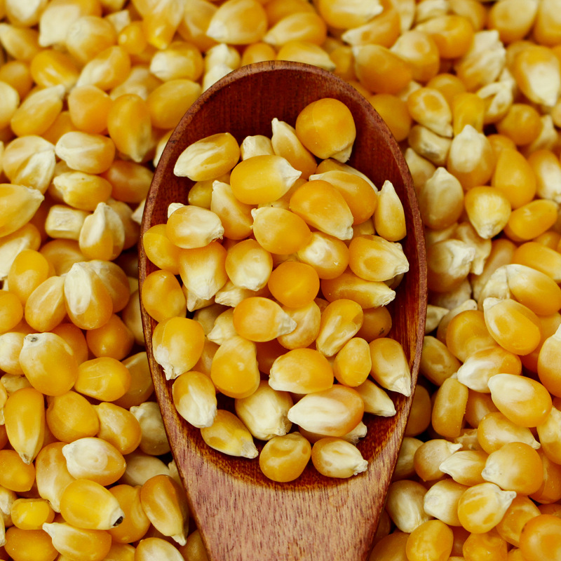 炸爆米花玉米粒爆花玉米爆玉米冷冻干玉米粒爆裂小玉米蝶形三合一