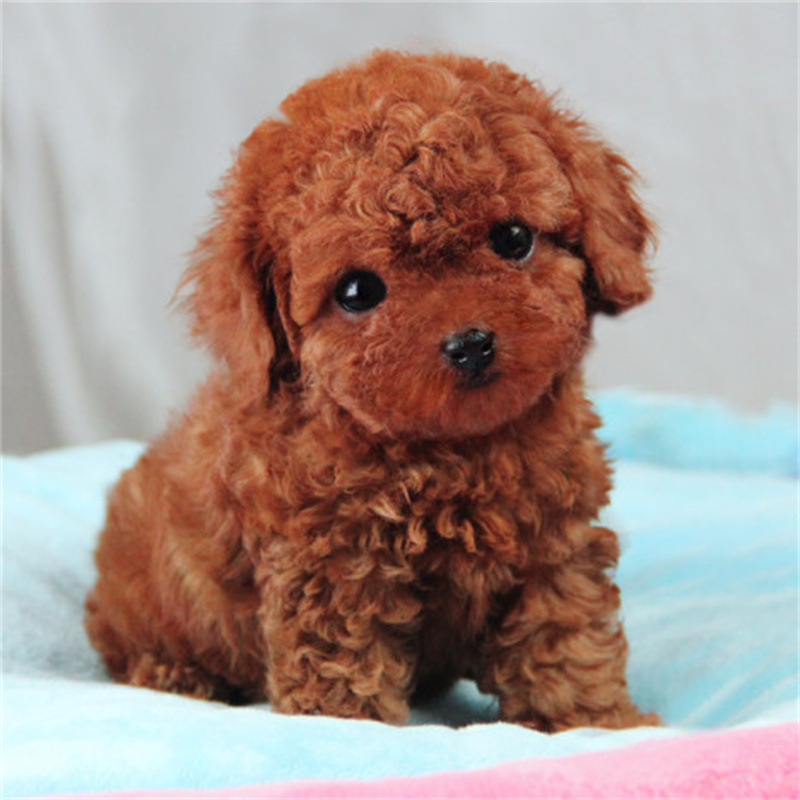 贵宾犬幼犬灰色泰迪活体红棕白色黑色咖啡色泰迪长不大茶杯犬狗狗