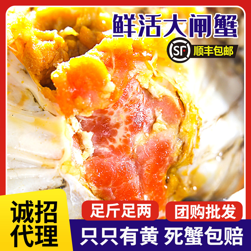 江苏大闸蟹现货净重足两满黄鲜活螃蟹全母公蟹礼盒装代发包邮批发