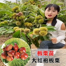 嫁接板栗树苗果树大红袍油栗子苗当年结果南方北方种植板栗子苗树