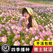 美丽月见草花种子四季播种开花不断易活阳台花卉庭院室外花种籽子