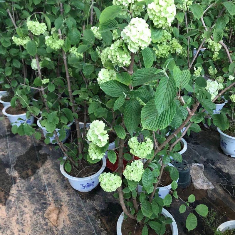 木本植物中华木绣球花苗木本绣球花绣球花树苗绿化苗木盆栽花苗