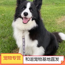 [重庆犬舍]纯种边牧幼犬陨石三色边境牧羊犬黑白花三通七白训练