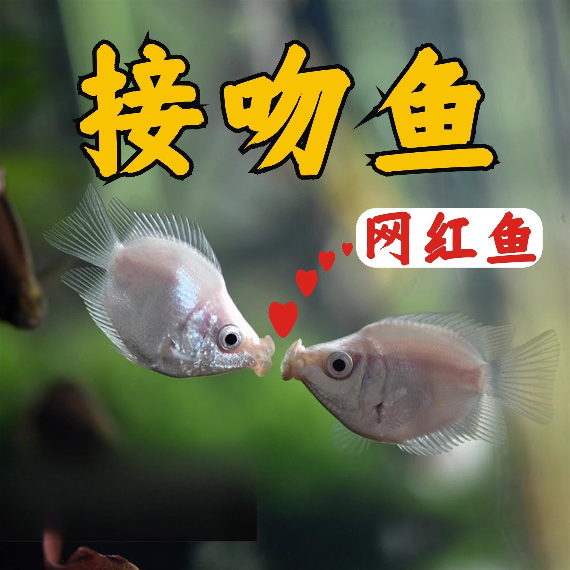 接吻鱼 观赏鱼 淡水热带鱼好养耐活小型亲嘴鱼宠物鱼孔雀鱼斑马鱼