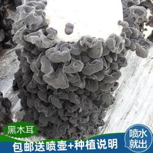 菌种黑木耳菌包蘑菇菌菌菇包自种盆栽蘑菇食用菌棒菜跨境一件批发