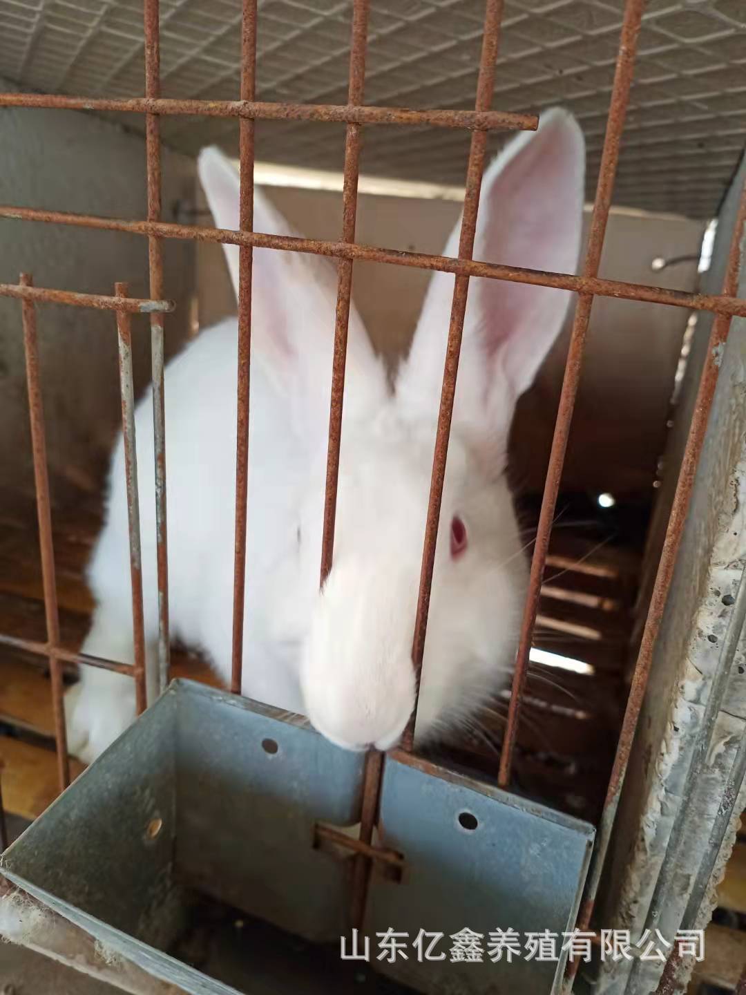 大量供应优质新西兰肉兔 种兔 肉兔苗价格 山东种兔苗繁殖基地