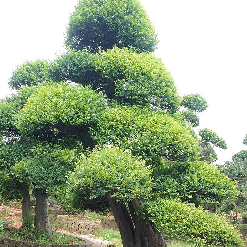 湖南花卉木直批公园庭院景观树行道树绿化形优美榆树精品造型榆树
