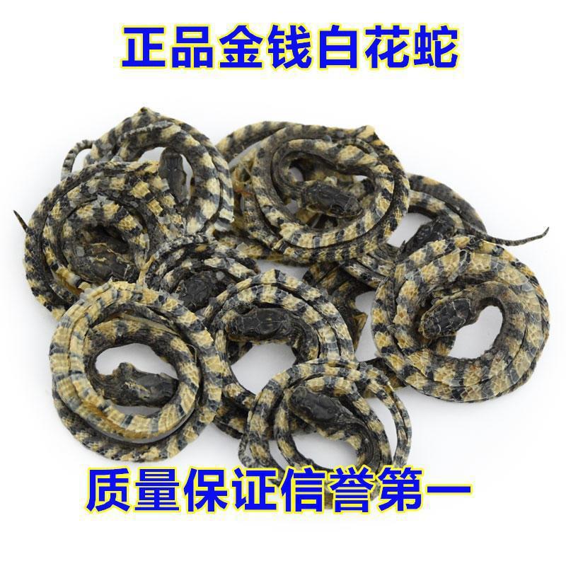 金钱白花蛇 十条包邮白花蛇家养小白花蛇 小花蛇金钱蛇-阿里巴巴