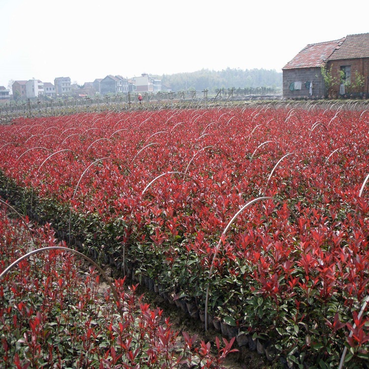 红叶石楠 大小苗庭院绿化苗木高杆树苗绿化植物绿色植物工程批发