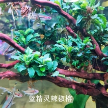 高品质辣椒榕火山石潘多拉布朗尼蓝柯大岗光芒幽灵海莲娜布朗尼11