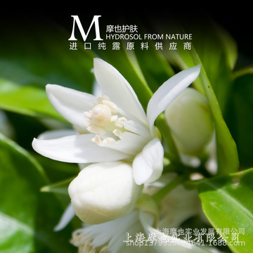 摩也摩洛哥苦橙花纯露500ml肌底补水润泽补水修护无暇少女肌