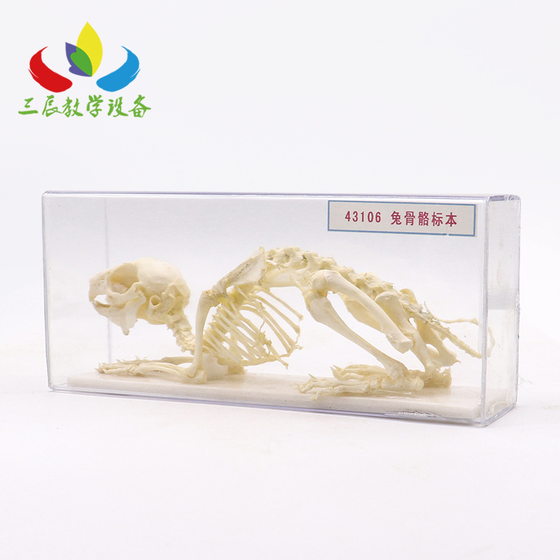 43106型兔骨骼生物标本兔子骨架模型初中生物模型教具教学仪器