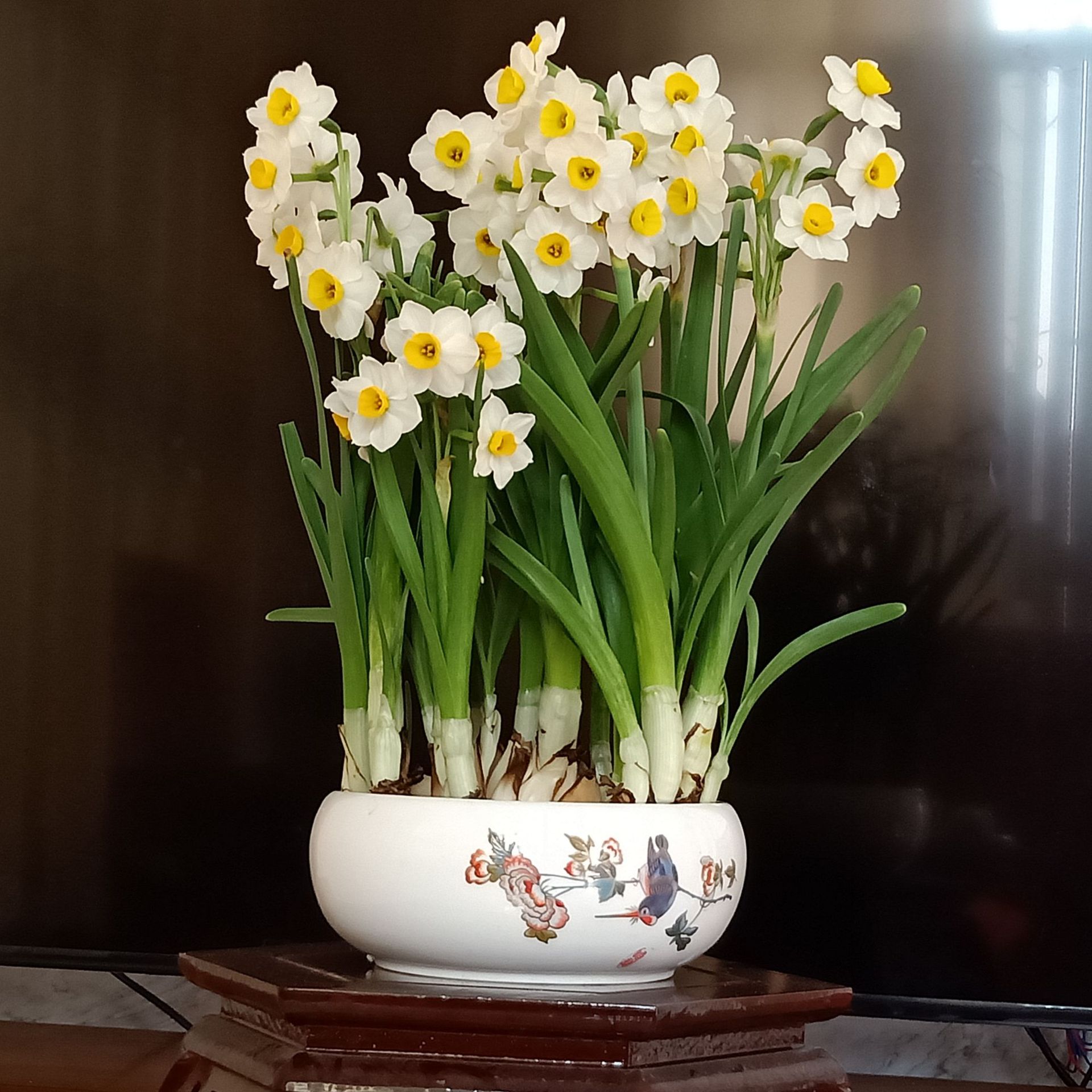 塑料水培花-塑料水培花厂家,品牌,图片,热帖-阿里巴巴