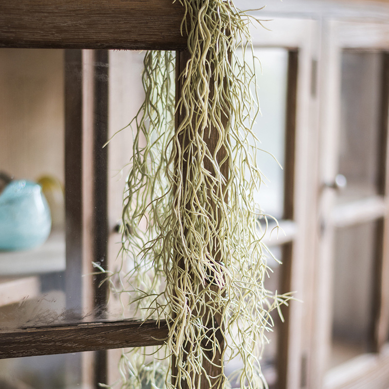 【 】松萝铁兰 老人须 空气凤梨 垂吊 造景 绿植 壁挂吊兰-阿里巴巴