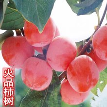 日本甜脆柿软火晶水果柿磨盘柿黑柿子树活苗树盆栽庭院果树嫁接苗