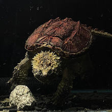 纯佛爆刺佛鳄小鳄龟苗便宜活物大乌龟食用鳄鱼龟幼苗活草龟巴西