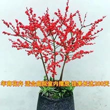 年宵花卉北美冬青红果冬季盆栽地栽观果植物南北方种植