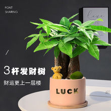 发财树植物桌面DIY创意绿植室内招财植物办公室四季好养小盆景