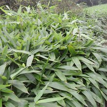 丛生阔叶箬竹 枝叶茂密 围墙绿篱观赏种植阳台盆景盆栽花坛租摆