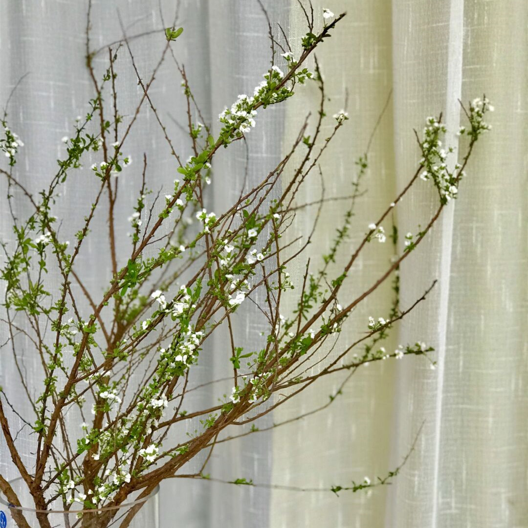 鲜切雪柳鲜枝鲜花家庭办公室摆放水培养插花植物云南直发顺丰包邮