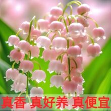 一件代发【精品铃兰】四季开花铃兰花苗带芽浓香型花卉绿植多年生