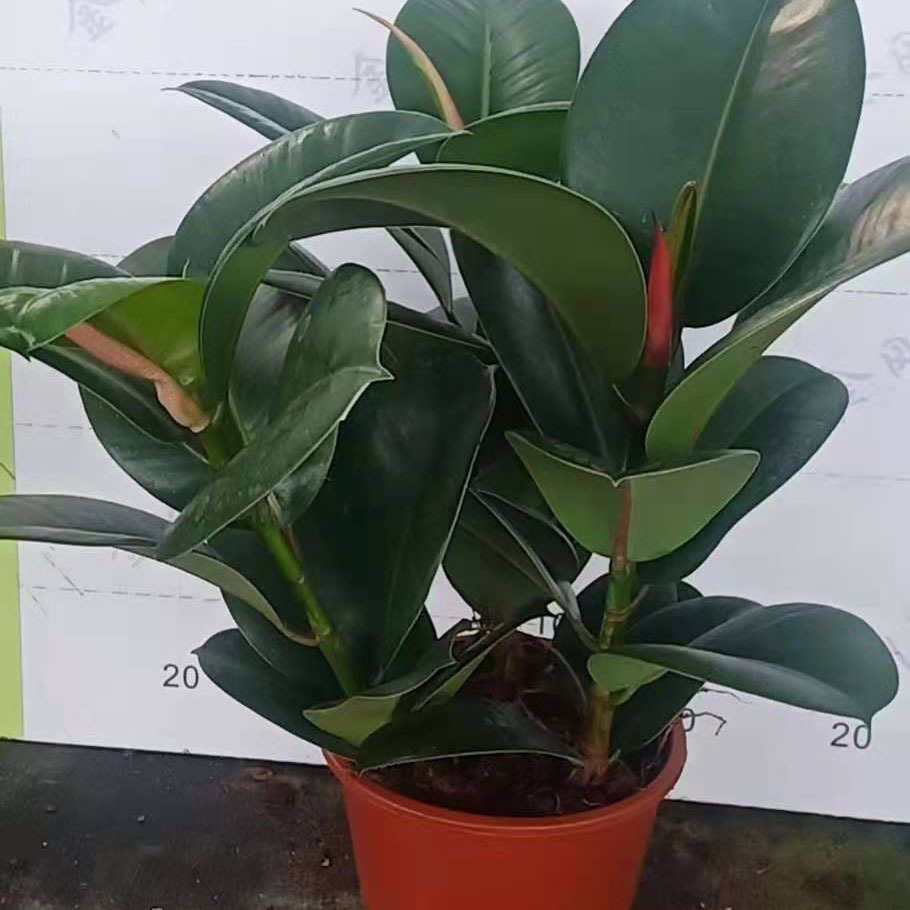 【基地直供】观叶植物花卉盆栽绿植 居家花植物 橡皮树180亮金刚