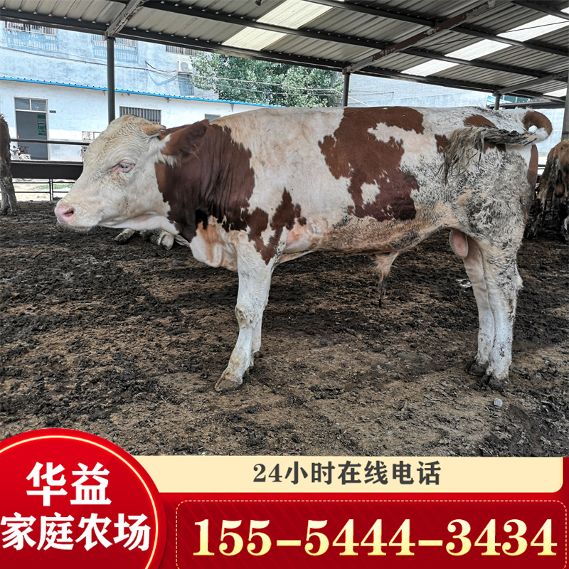 黑龙江肉牛价格河南省肉牛养殖场哪里的种牛好西门塔尔牛犊-阿里巴巴