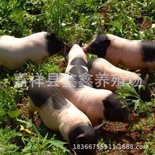 临沂纯种巴马香猪大型养殖基地常年出售纯种巴马香猪|香猪苗