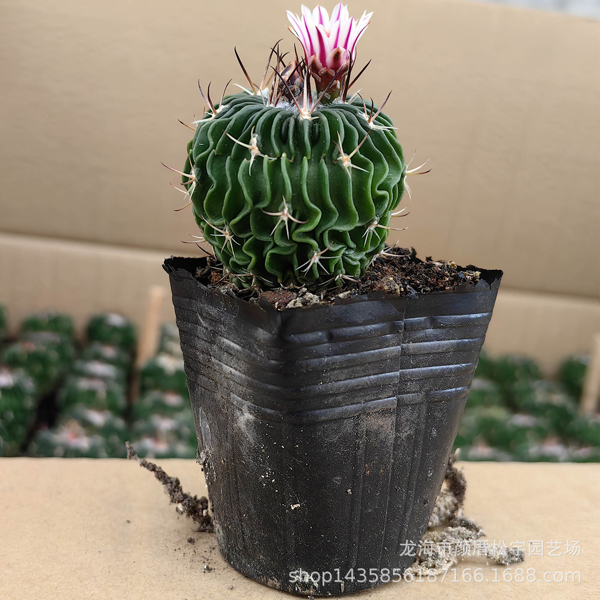 多肉植物批发约3-4cm实生多凌玉千波万波仙人球 裸根花卉盆栽绿植