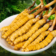 048小时发货虫草品牌西藏那曲冷链头茬新鲜虫草