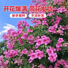 一件代发凌霄花爬藤植物大苗粉色橙色凌霄花树苗盆栽庭院四季开花