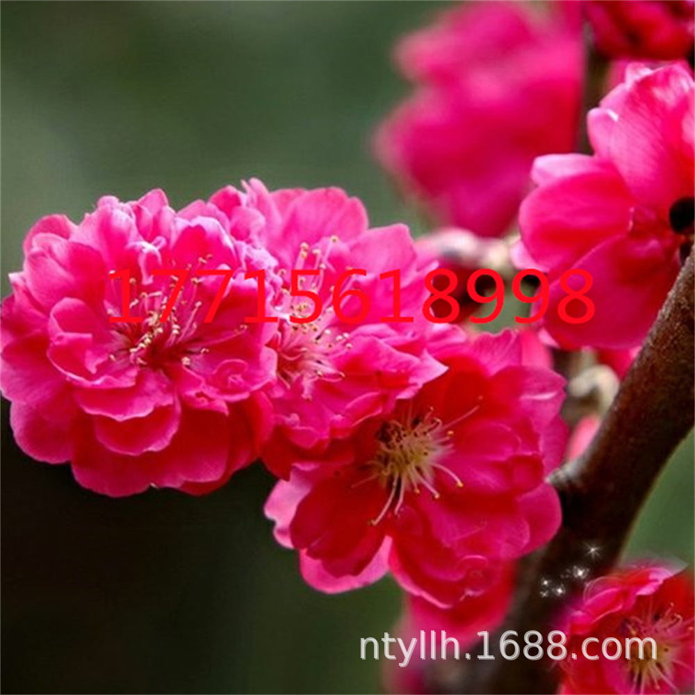 乌梅原生梅花盆栽大树苗室内外耐寒绿萼朱砂红梅盆景花卉腊梅老桩