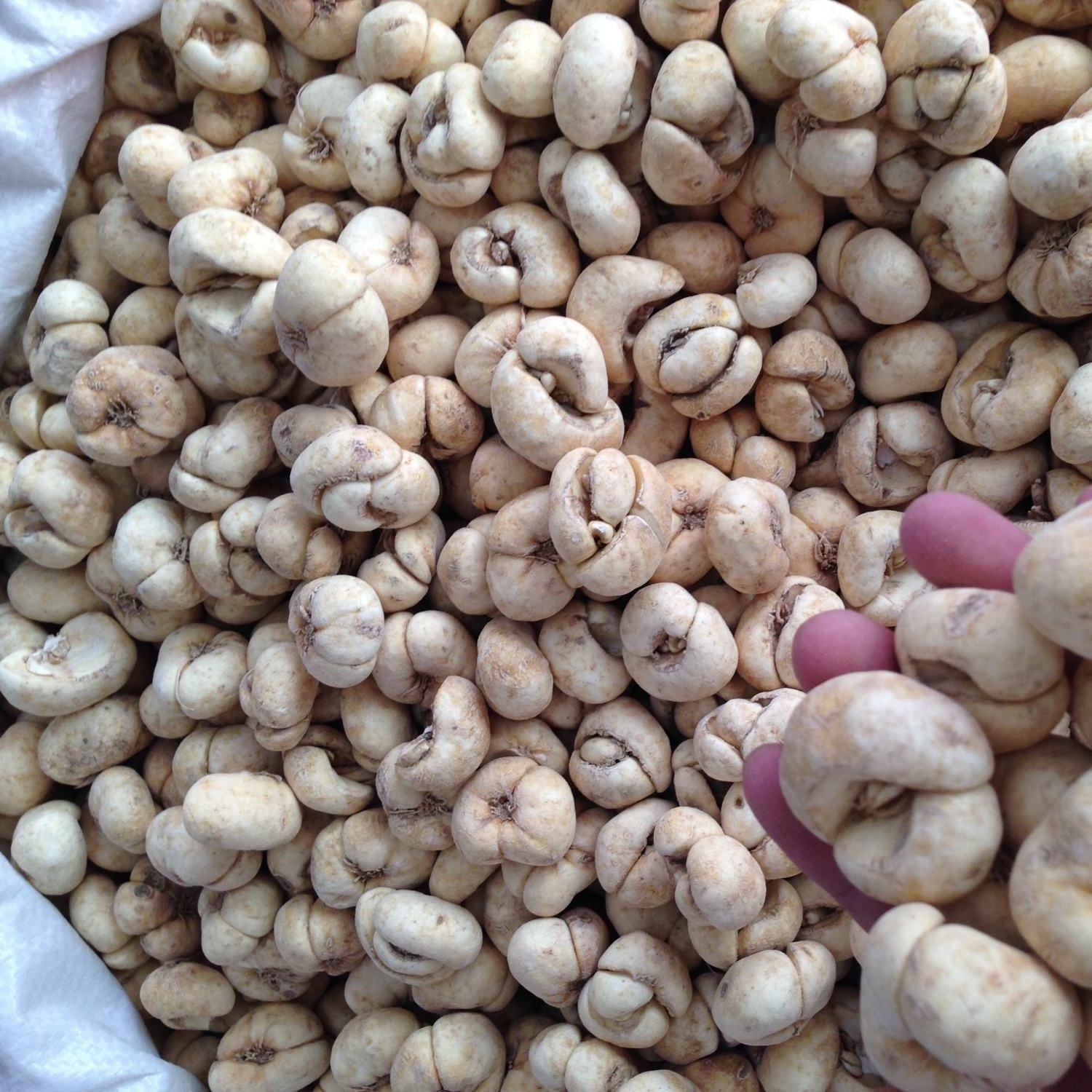 浙贝母片 500克50克包邮 川贝母 象贝 浙贝 大贝母 土贝母