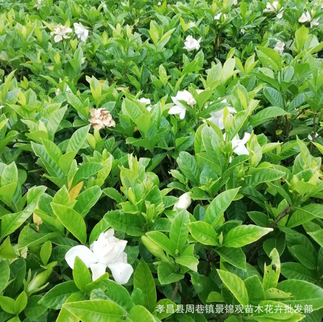 湖北花卉苗木 大花栀子花 素白清秀清香扑鼻枝子花小叶栀子花包邮